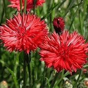 Red Bachelor Cornflower Seeds