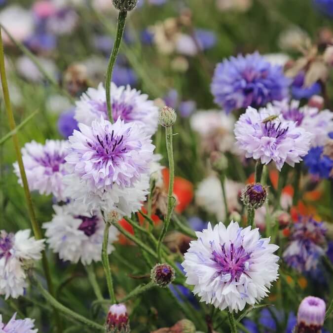 Bachelor Button Cornflower Seeds