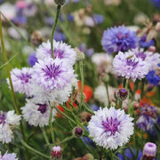Bachelor Button Cornflower Seeds