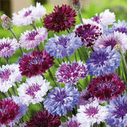 Bachelor Button Cornflower Seeds