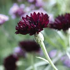 Black Ball Cornflower Seeds