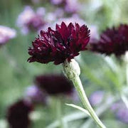 Black Ball Cornflower Seeds