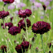 Black Ball Cornflower Seeds