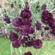 Black Ball Cornflower Seeds