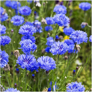 Blue Cornflower Seeds