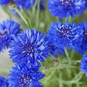 Blue Cornflower Seeds