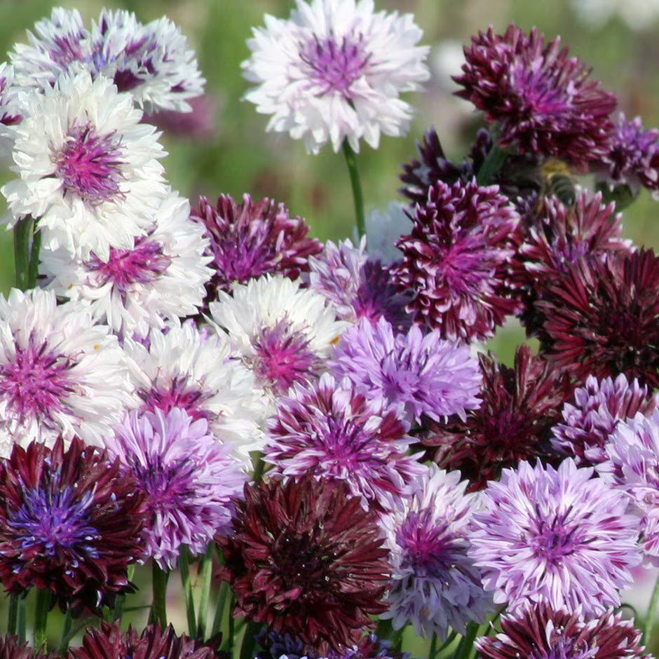Classic Magic Cornflower Seeds