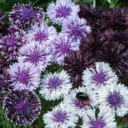 Classic Magic Cornflower Seeds