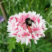 Classic Romantic Cornflower Seeds