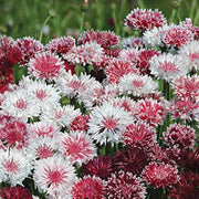 Classic Romantic Cornflower Seeds