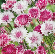Classic Romantic Cornflower Seeds