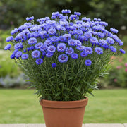 Cornflower Seeds – Centaurea cyanus