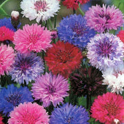 Double Mixed Cornflower Seeds