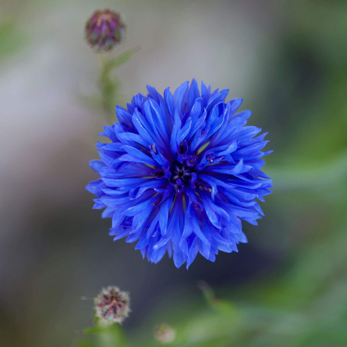 Fragrant Blooms Cornflower Seeds