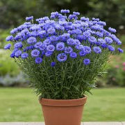 Fragrant Blooms Cornflower Seeds