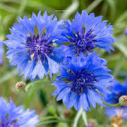 Light Blue Cornflower Seeds