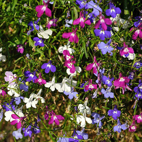 Lobelia Cornflower Seeds