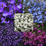 Lobelia Cornflower Seeds