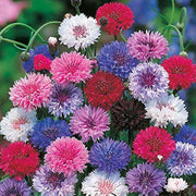 Ornamental Cornflower Seeds