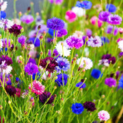 Ornamental Cornflower Seeds