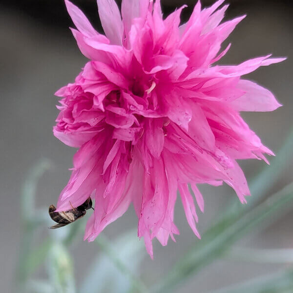 Pink Cornflower Seeds