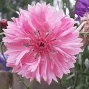 Pink Cornflower Seeds
