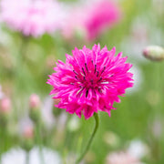 Polka Dot Cornflower Seeds