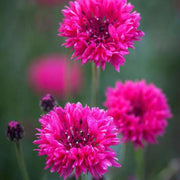 Polka Dot Cornflower Seeds