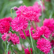 Polka Dot Cornflower Seeds