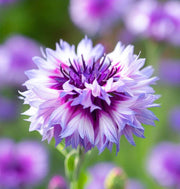 Polka Dot Mix Cornflower Seeds