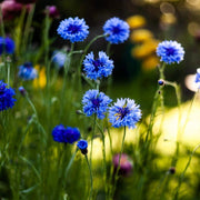 Polka Dot Mix Cornflower Seeds