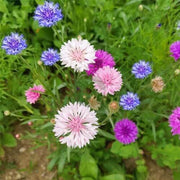 Polka Dot Mix Cornflower Seeds