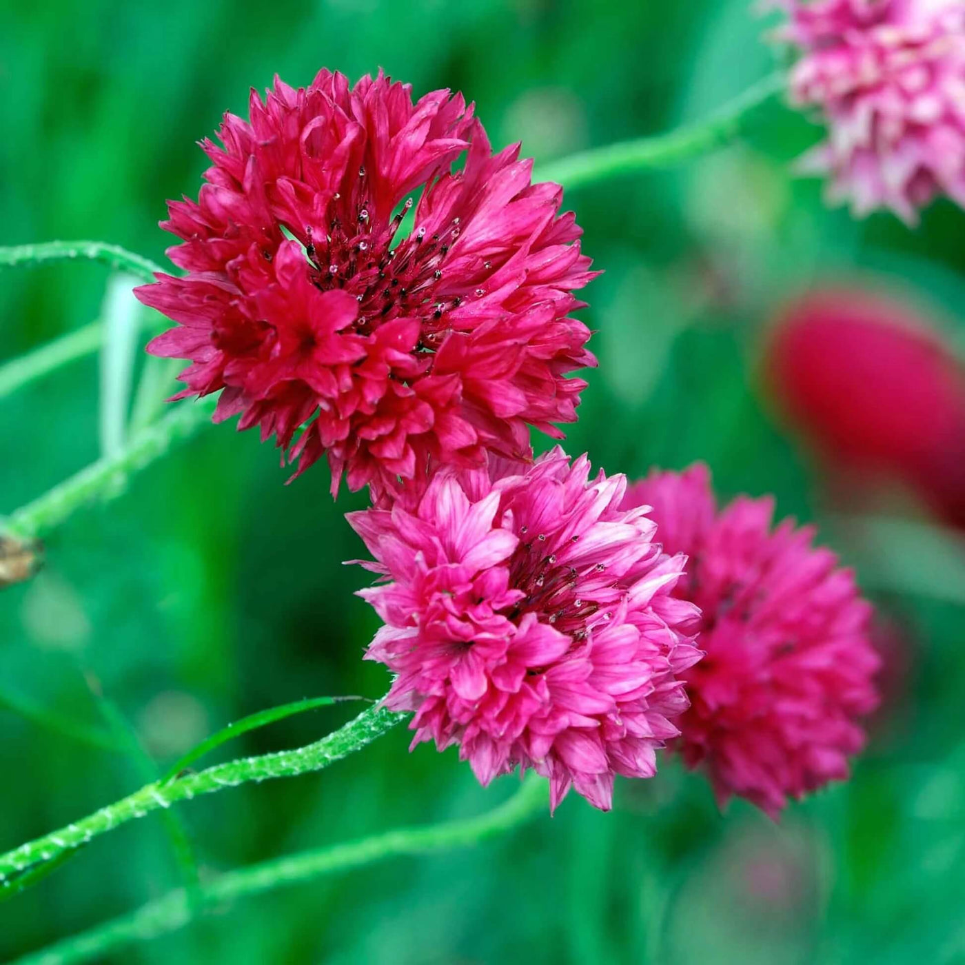 Red Bachelor Cornflower Seeds