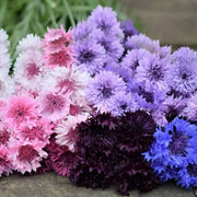 Shade Tolerant Cornflower Seeds
