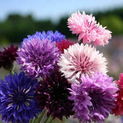 Shade Tolerant Cornflower Seeds