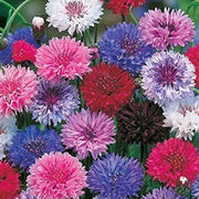 Shade Tolerant Cornflower Seeds