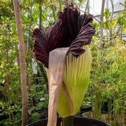 Purple Titan Arum Seeds