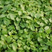 Corsican Seeds, Mentha requienii