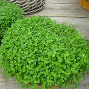Corsican Seeds, Mentha requienii