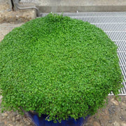 Corsican Seeds, Mentha requienii
