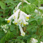 Wildflower Mix Corydalis Solida Seeds