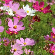 Mixed Cosmos Seeds