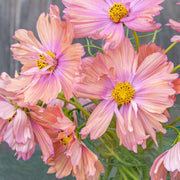 Apricotta Cosmos Seeds