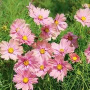 Apricotta Cosmos Seeds