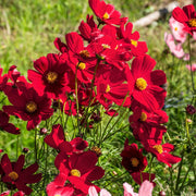 Bipinnatus Dazzler Cosmos Seeds