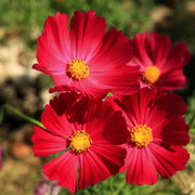 Bipinnatus Dazzler Cosmos Seeds
