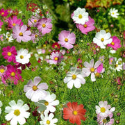 Mixed Cosmos Seeds
