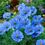 Blue Cosmos Seeds