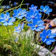 Blue Cosmos Seeds