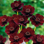 Chocolate Cosmos Cosmos Seeds